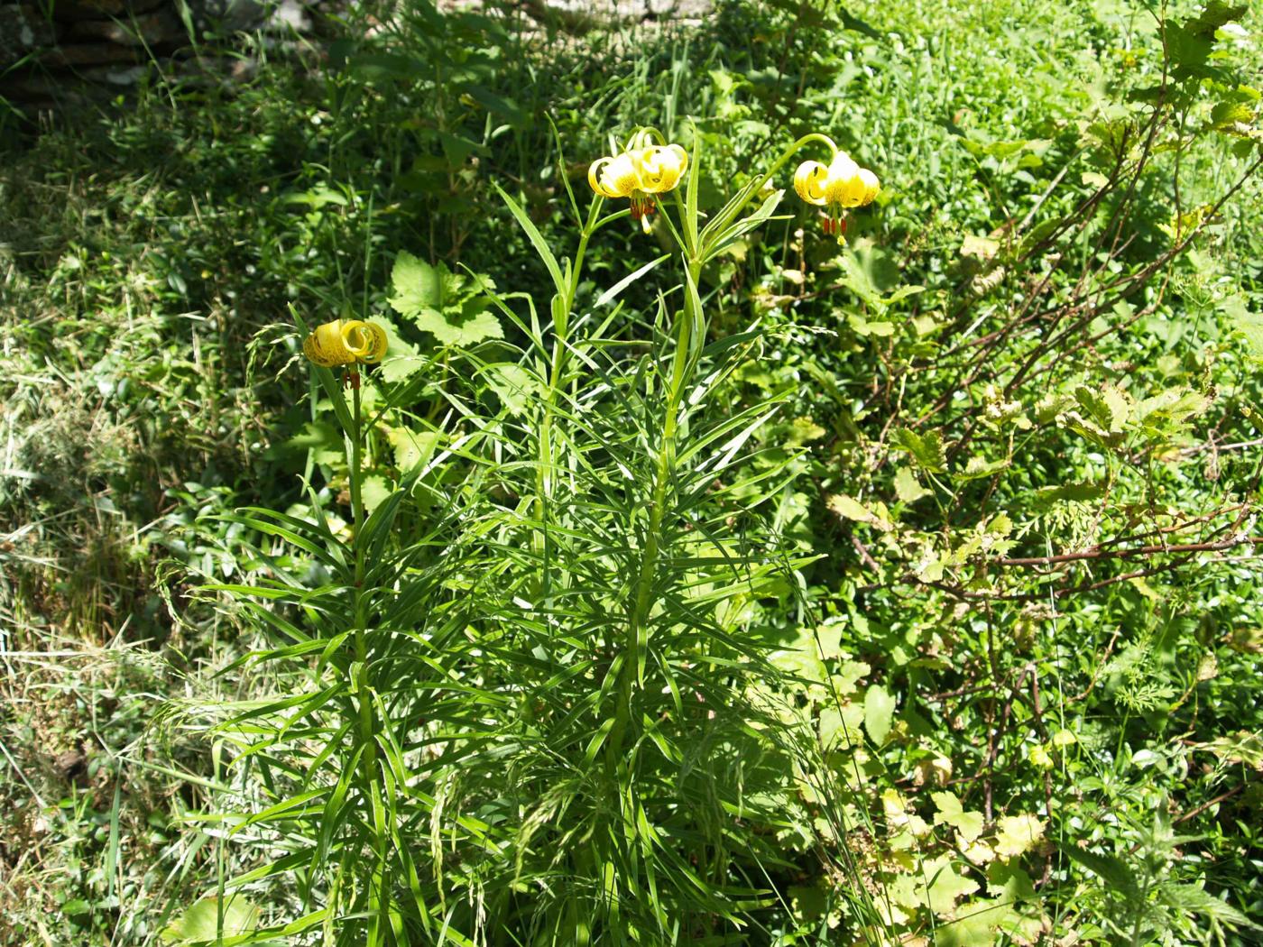 Lily, Turk's-Cap plant